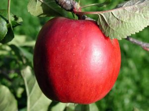 apple | weight loss diet plan