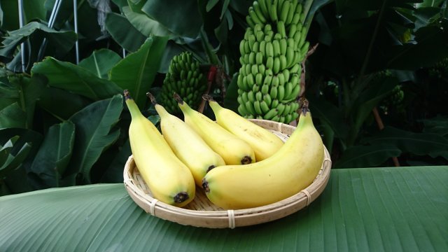 banana | foods for elderly people